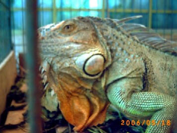 大イグアナ　撮んなよ　(〃∇〃) ぽっ 