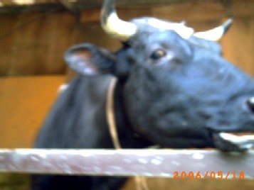 牛　いらっしゃ～い