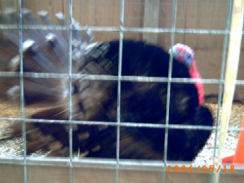 七面鳥　（゜□゜；）ヒッ 　食べちゃダメ　食べちゃダメ　