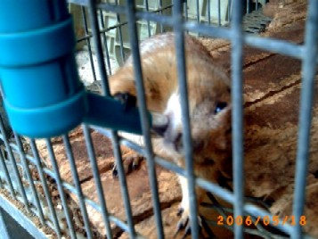 プレディードッグ　のど渇いちゃったもんで･･･一緒にどう？