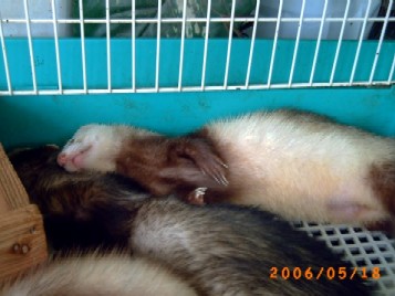 フェレット　暑くてもう･･･ﾀﾞﾒ