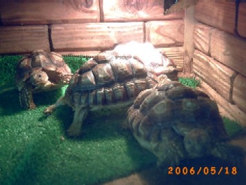 小亀達　他にも沢山いるけどね