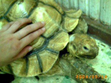 大人のカメ　限られたスペースでお散歩中！　　　　　　　　　人懐っこいですよ　結構歩くの早いし(笑)