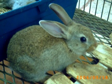 うさぎ　こんにちは