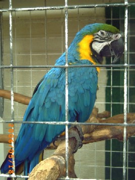 インコ　あら～ん　いらっしゃ～い　ムフ　綺麗に撮ってね