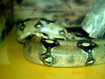 ヘビ　ヘビ皮　いかがっすか！