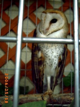 ミミズク？　え！？　今　お昼？　(*+_+)ノﾈﾑｨ｡o○ 