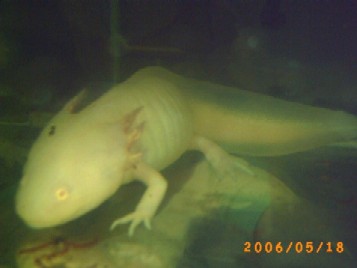 (@￣∇￣@)/~ オー久しぶり ウーパールーパーだよ