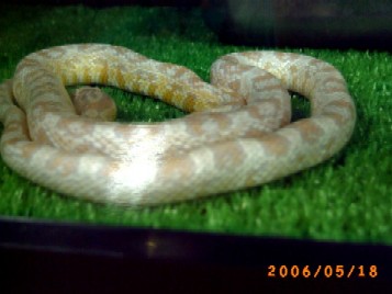 白ヘビ　神様の使者？