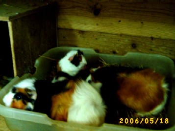 ロングヘアー？？（モルモットの仲間）　お食事中