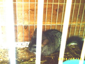 ワラビー　ビックリした～