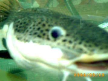 俺？　ナマズ！　