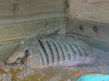 アルマジロ　湯たんぽじゃないよ～