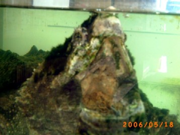 ガメラのモデルと言われている　カメ！　　　　　　　　　　　　　　口の中にミミズのような触覚を器用に動かしてエサをおびき寄せます