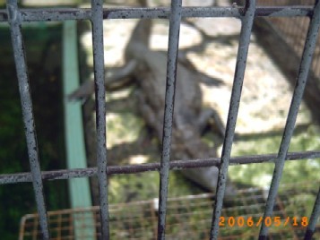 ワニ　暑くてね～