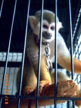 モンキー　(＃｀・皿・´)何見てんのよ!!!!! 