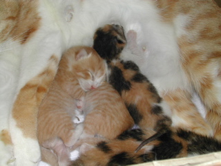 大きくなった？