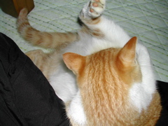 らくらくなのだ♪