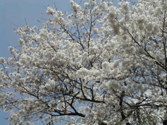 桜全体