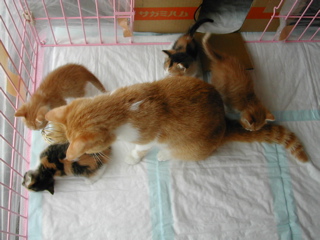 こづな＆子猫ちゃん