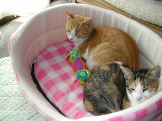 一緒に寝ようにゃ～