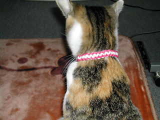 初めての首輪だにゃん