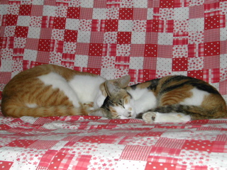 仲良く　すやすや