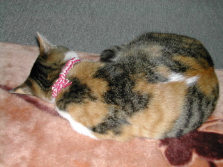 似合うかにゃん？