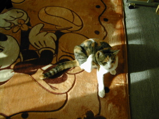 首輪・・気になるにゃん