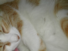 ちょっとだけにゃん