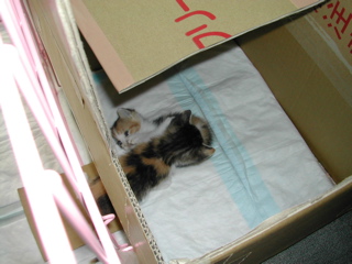 マープル＆あんこ