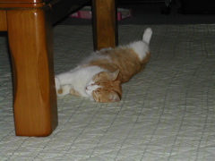 きもちいいにゃー