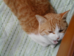 文句あるか！にゃ