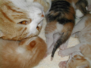 赤ちゃん沢山だにゃ