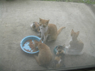 こづなファミリー