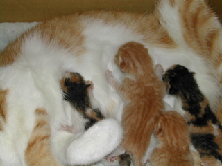 仔猫誕生その１