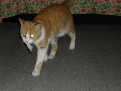 お気に入りだにゃ