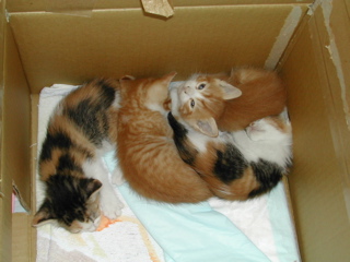 何かようかにゃ？