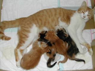 ミルク頂戴にゃ！