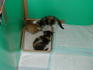 なんだトイレにゃん