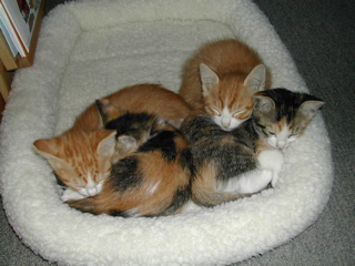 ｏ(＿＿*)Ｚｚｚ