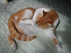 ナメナメだにゃ～