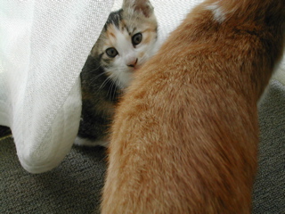 あんこみーつけた