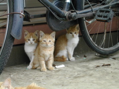 こづなは何処だ？