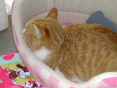 知らないにゃん