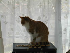 物思いに更ける