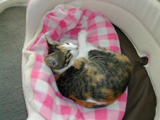 下手くそ！あんこお嬢