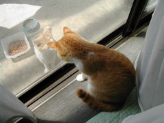 こむぎママだにゃん