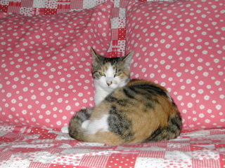 ん？？なんにゃ？