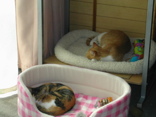 あんこ＆こづな